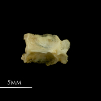 photo of Vendace basioccipital ventral view