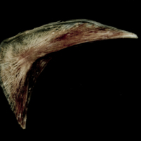 photo of Atlantic halibut preopercular medial view