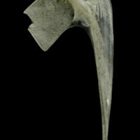 photo of Common pandora postcleithrum lateral view