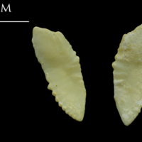 photo of Saithe otolith(s) detail view