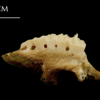 photo of Catfish pharyngeal lateral view