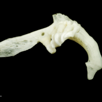 photo of Freshwater bream pharyngeal dorsal view