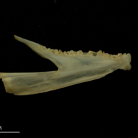 photo of Bib dentary medial view