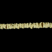 photo of Atlantic salmon precaudal vertebra lateral view