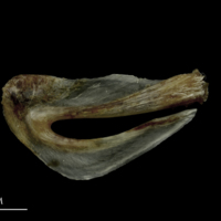 photo of Brill urohyal lateral view