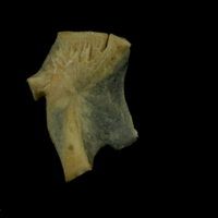 photo of Arctic Char hyomandibular medial view