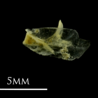 photo of Small sandeel for assessment medial view