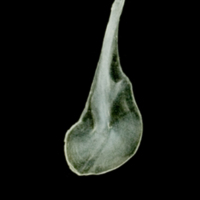 photo of European pilchard supracleithrum lateral view