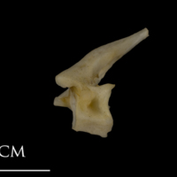 photo of Shore rockling precaudal vertebra lateral view
