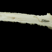 photo of Northern pike palatine dorsal view