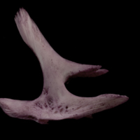 photo of Wels catfish for assessment medial view