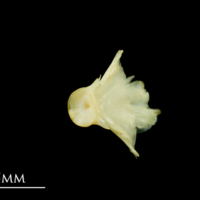 photo of Five-Bearded Rockling basioccipital detail view