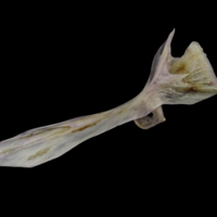 photo of Tub gurnard cleithrum lateral view