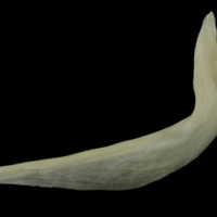 photo of Burbot cleithrum lateral view