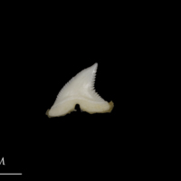 photo of Blue Shark teeth lateral view