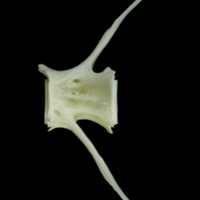 photo of European seabass caudal vertebra lateral view