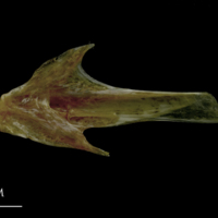 photo of Spanish mackerel articular medial view