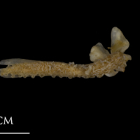 photo of Shore rockling premaxilla medial view