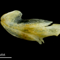 photo of Common sole dentary lateral view