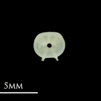 photo of European pilchard precaudal vertebra anterior view