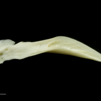 photo of Common carp posttemporal medial view