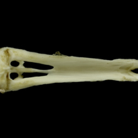 photo of Grey Triggerfish for assessment dorsal view