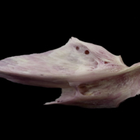 photo of Meagre articular lateral view