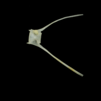 photo of European anchovy caudal vertebra lateral view