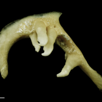 photo of Chub pharyngeal dorsal view