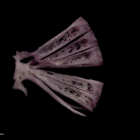 photo of Wels catfish ultimate vertebra lateral view
