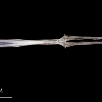 photo of Atlantic herring parasphenoid dorsal view