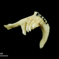 photo of Common dace pharyngeal dorsal view