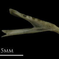photo of Eelpout dentary medial view