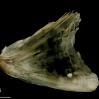 photo of Turbot opercular medial view