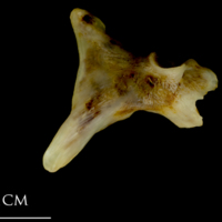 photo of Ballan wrasse articular lateral view