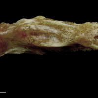 photo of Couch's seabream vomer dorsal view