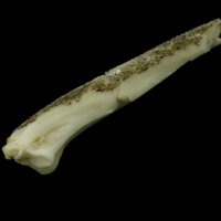 photo of Grey Triggerfish serrated spine lateral view