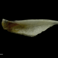 photo of Red gurnard pharyngeal ventral view