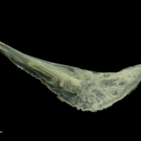 photo of Red mullet preopercular medial view