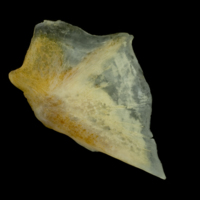 photo of Gilthead seabream opercular lateral view