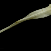 photo of Grey Triggerfish vomer ventral view