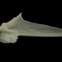 photo of Burbot articular medial view