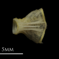 photo of European eel basioccipital ventral view