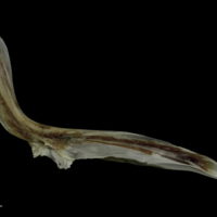 photo of Brill cleithrum medial view