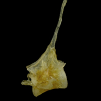photo of Ruffe precaudal vertebra lateral view