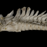 photo of Wels catfish precaudal vertebra lateral view