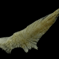 photo of Red gurnard preopercular lateral view