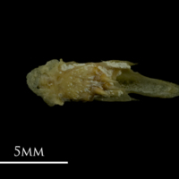 photo of Arctic Char vomer ventral view