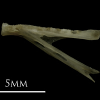 photo of Eelpout dentary lateral view
