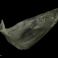 photo of Zander subopercular lateral view